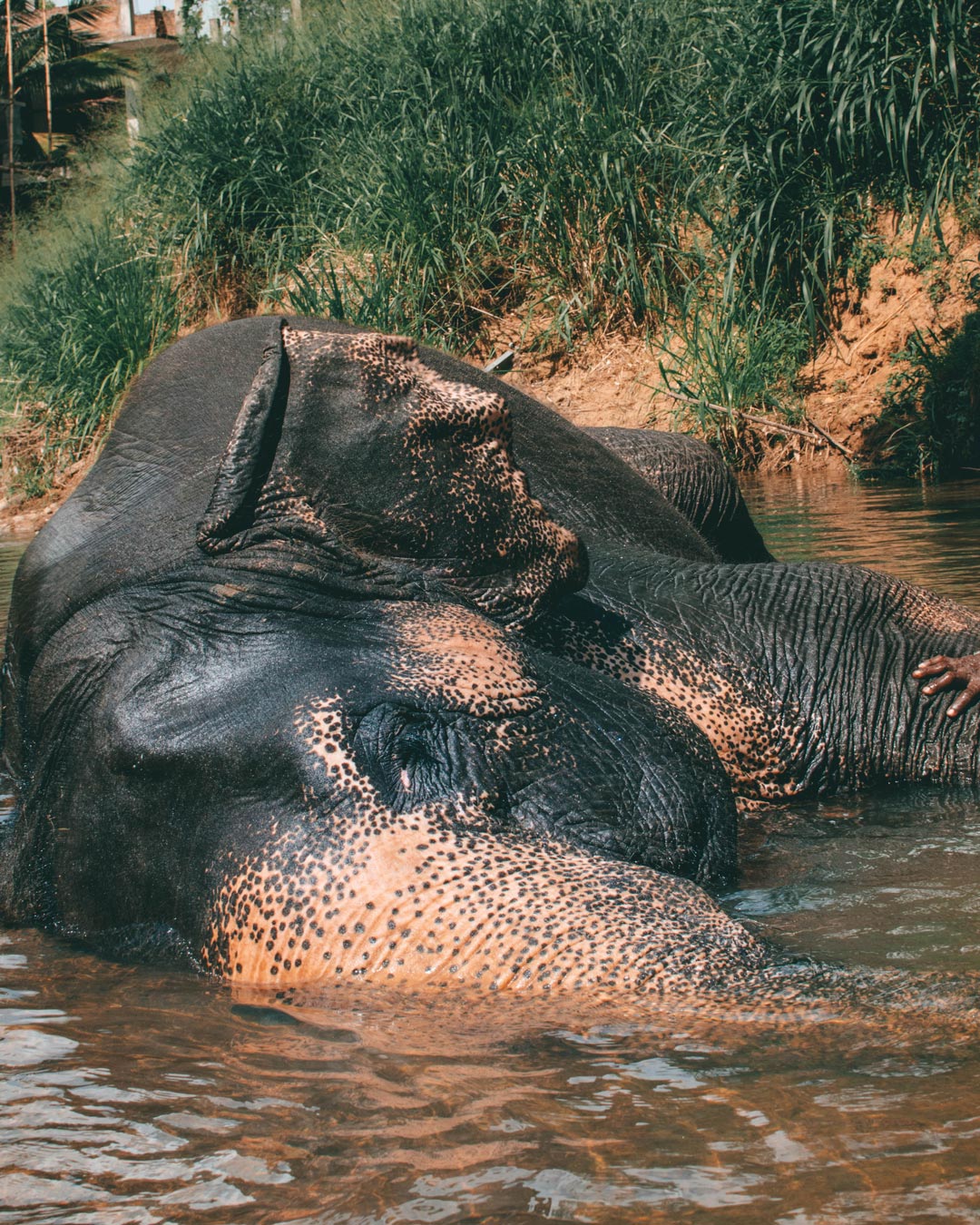 Elephant having a good time in the lake