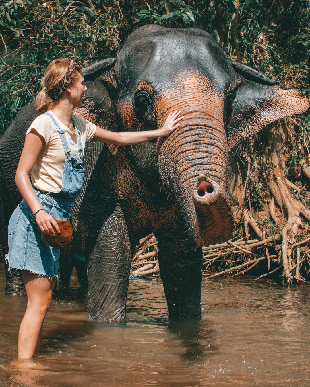 Elephant being cleaned by coconut shell