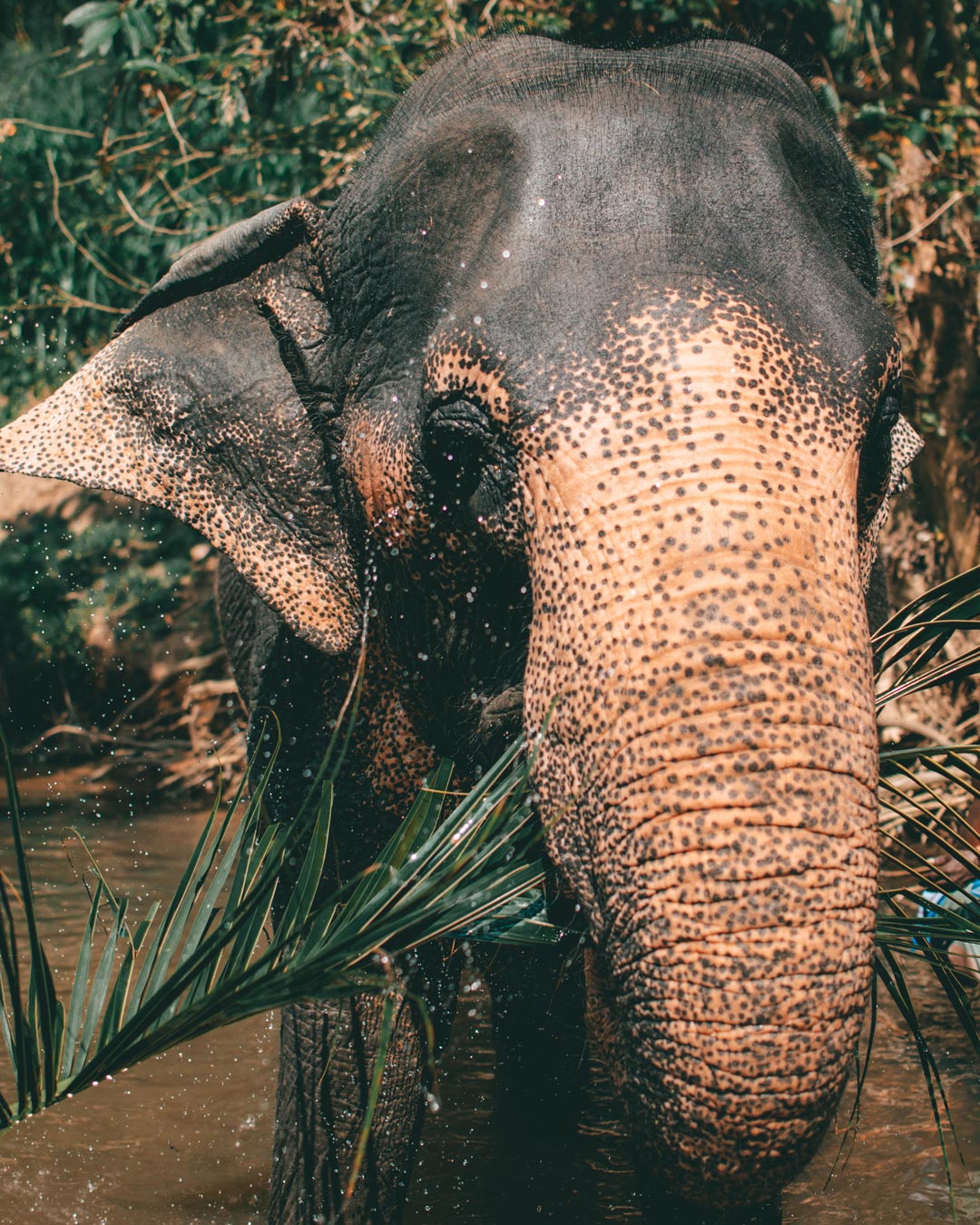 Elephant having dinner