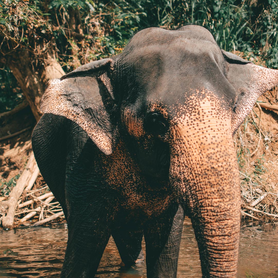 Elephant in the lake