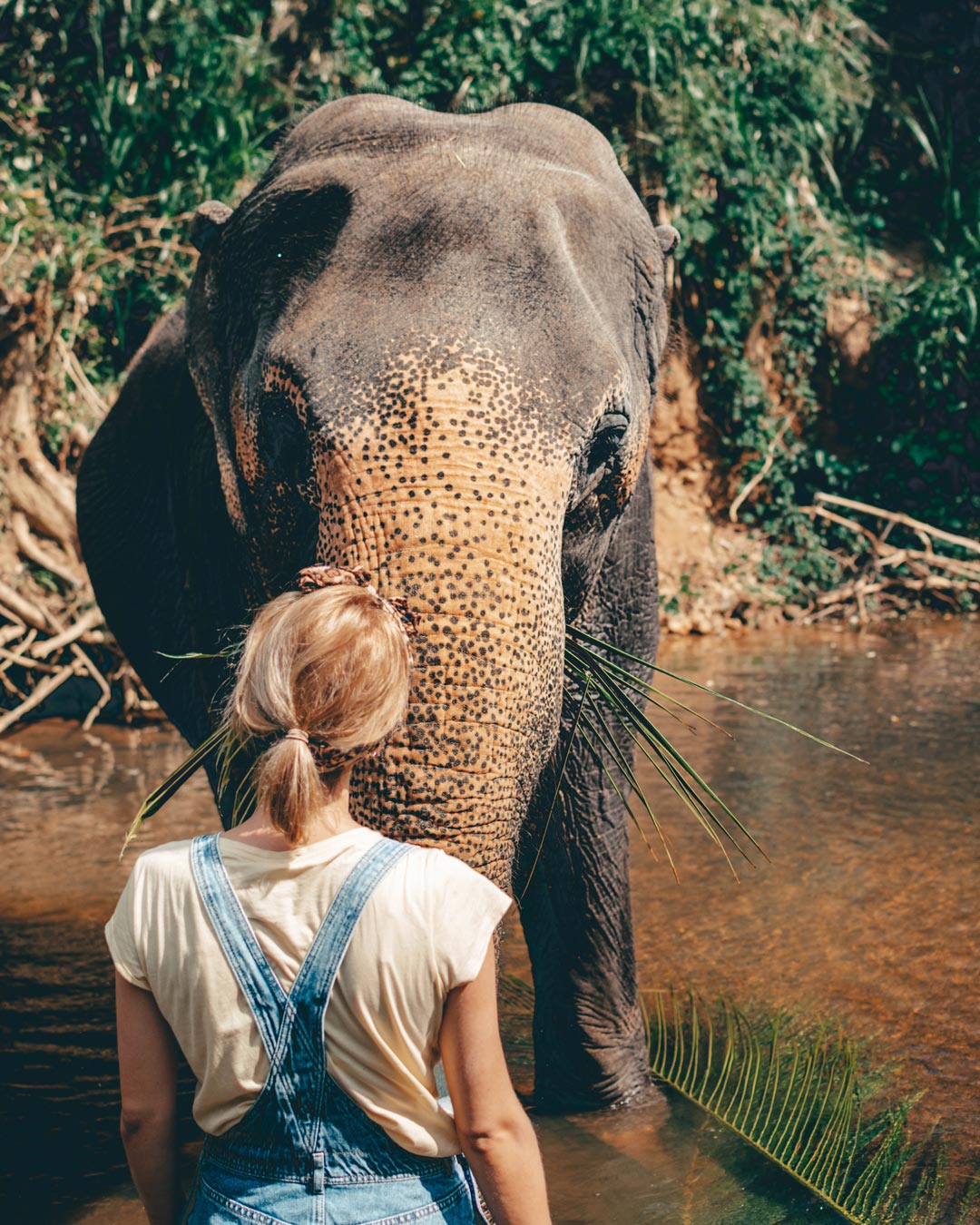 Elephant having dinner with company