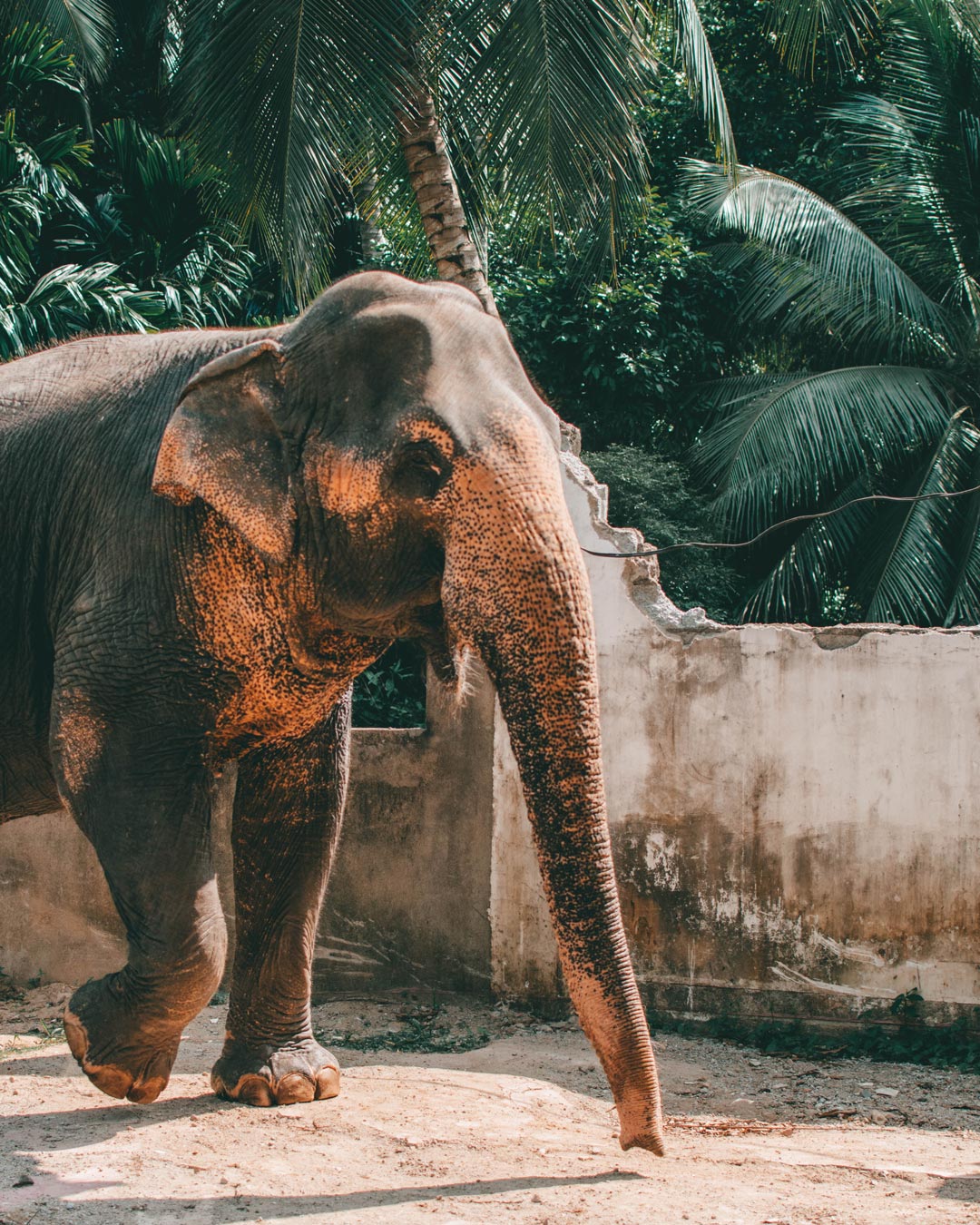 Elephant strolling in the sun