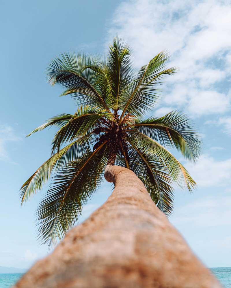 Palm tree tilting over a beach